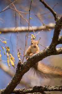 Young Red Squirrel (Sciurus vulgaris) on Birch Tree Branch, Springtime, Finland Young Red Squirrel (Sciurus vulgaris) on Birch Tree Branch, Springtime, Finland
